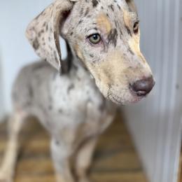 Regan - Merle female Great Dane puppy in Hutchinson, Kansas from Dappled Danes
