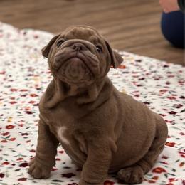 Jeepers Creepers - Fawn male Bulldog puppy in Milwaukee, Wisconsin from Bows and Wrinkles Bulldogs