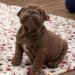 Jeepers Creepers - Fawn male Bulldog puppy in Milwaukee, Wisconsin from Bows and Wrinkles Bulldogs