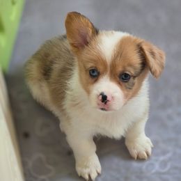 Boy 3 - Sable merle and white male American Corgi puppy in Tallahassee, Florida from Koko's Korgis