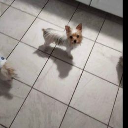 Paisley - Yorkshire Terrier