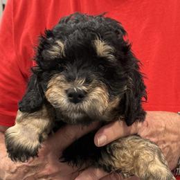 Benji - Phantom male Goldendoodle puppy in Springfield, Pennsylvania from Lesher Goodwin Goldendoodles
