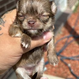 Minnie - Chocolate sabled fawn female Chihuahua puppy in Westminster, Colorado from VanityPom’s