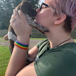 German Shorthaired Pointer and Jack Russell Terrier Puppies from Ivy Creek Kennels
