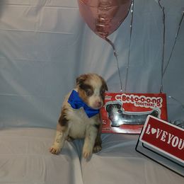 Boy 4 - Australian Shepherd puppy in Cochise County, Arizona from 2Morrows Aussies