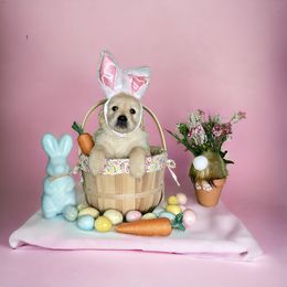 Golden Retriever Puppies from Virginia Goldens