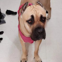 Cane Corso All Grown Up from La Muerte Corso Kennel