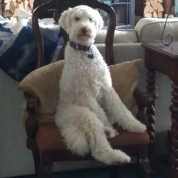 Goldendoodle and Poodle All Grown Up from Cristin's Poodles