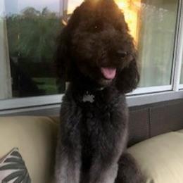 Maverick - Goldendoodle