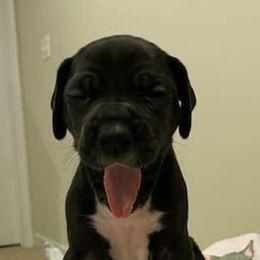 Great Danes from Kielhorn Kennels
