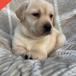 Orange - Yellow female Labrador Retriever puppy in Wilson’s, Virginia from Cedar Hill Farm Labradors