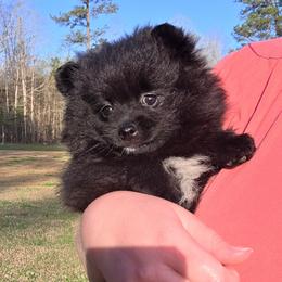 Willow - Black female Pomeranian puppy in Creswell, North Carolina from Grace's Poms🐾💕