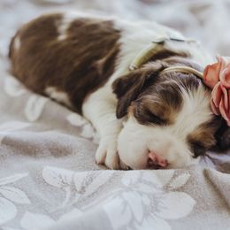 English Springer Spaniel Puppies from Sterling's springer Haven