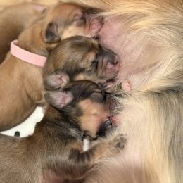 Dachshund Puppies from Tucson Dachshund Co.