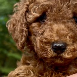 Camelia - Poodle puppy from Great Doodles & Poodles