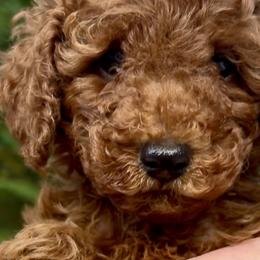 Camelia - Poodle puppy from Great Doodles & Poodles
