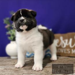 Wren - Black male Akita puppy in Chillicothe, Missouri from TLC Akitas