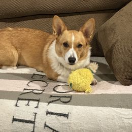Butter - Pembroke Welsh Corgi