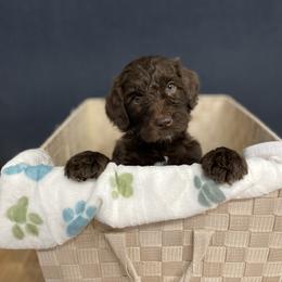 Australian Labradoodle Puppies from Colorado Labradoodle
