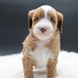 Stella - Red female Australian Cobberdog puppy in Bellingham, Minnesota from Whispering Prairie Australian Cobberdog