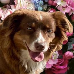 Journey - Australian Shepherd