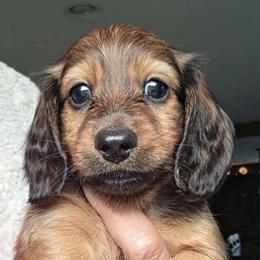 Popeye - Red male Dachshund puppy in Watertown, New York from Valley Springs Daschunds