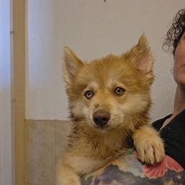 Dill (wooly) - Chocolate male Pomsky puppy in Weir, Texas from Bluebonnet Pomskies