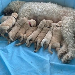 Goldendoodle Puppies from Spring Prairie Doodles