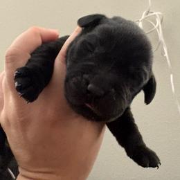 Black male 1 - Black male Labrador Retriever puppy in Menifee, California from The Golden Leash Kennels