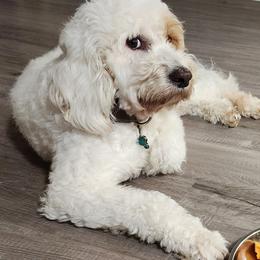 Goldendoodles from LuckyStarDoodle