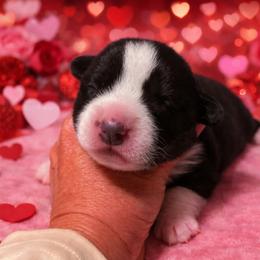Sid - Black and white male Cardigan Welsh Corgi puppy in Kerens, West Virginia from Leather & Lace