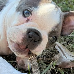 Boston Terriers from Blue Boston's of Bayou Chicot