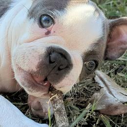 Boston Terriers from Blue Boston's of Bayou Chicot