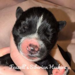 Viper - Black and white male Siberian Husky puppy in Richland, Mississippi from Feazell’s Siberian Huskies