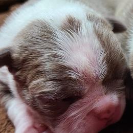 Boston Terrier puppies from Spruce Valley Miniature Dachshunds & Boston Terriers