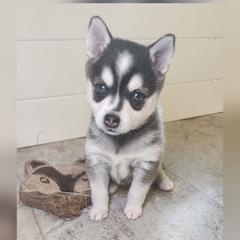 Lyra - Black and white female Alaskan Klee Kai puppy in Byron Center, Michigan from Family Friendly Labradors & Klee Kai