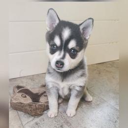 Lyra - Black and white female Alaskan Klee Kai puppy in Byron Center, Michigan from Family Friendly Labradors & Klee Kai