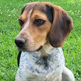 Burton - Beagle