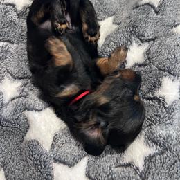 Clover - Black and tan female Dachshund puppy in Proctor, Montana from Blue Star Dachshunds