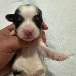 Forest - Parti male Yorkshire Terrier puppy in Rochester, New York from Tnt Yorkies and Cosmic corgis
