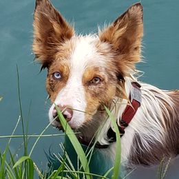 Dakota - Border Collie
