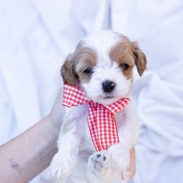 Pinky - White female Cavapoo puppy in Northport, Alabama from Alex Camp