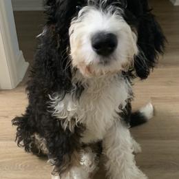 Bernedoodles and Labradoodles from Delaney Park Doodles