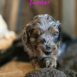 Jupiter female 6 - Blue merle female Aussiedoodle puppy in Redding, California from House Merrills Minis and Doodles