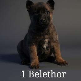 Belgian Malinois Puppies from k9defend