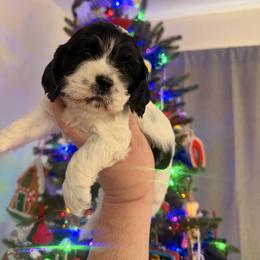 Boq - Black and white male Cocker Spaniel puppy in Hickory, North Carolina from Home Grown Cocker Spaniels