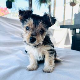 Stella - Black and tan female Yorkshire Terrier puppy in Jacksonville, Florida from Ember Valley Yorkies