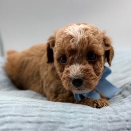 Kam - Red sable male Havapoo puppy in Loveland, Colorado from Littledoodles2love