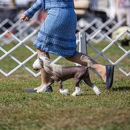 Nessa - Chinese Crested
