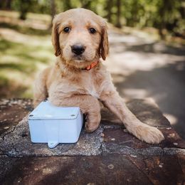 Goldendoodle Puppies from Peachy Doodles